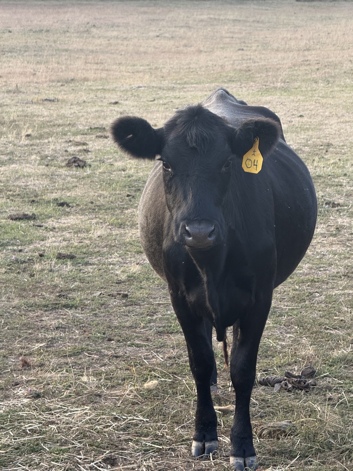 Bobby, the new Angus cow at Löshá Farms