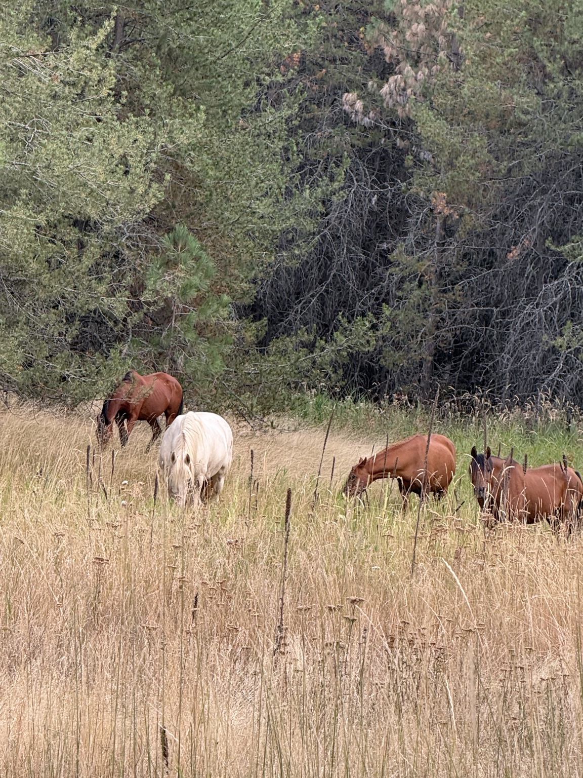 The Löshá Farms horses grazing the back pasture