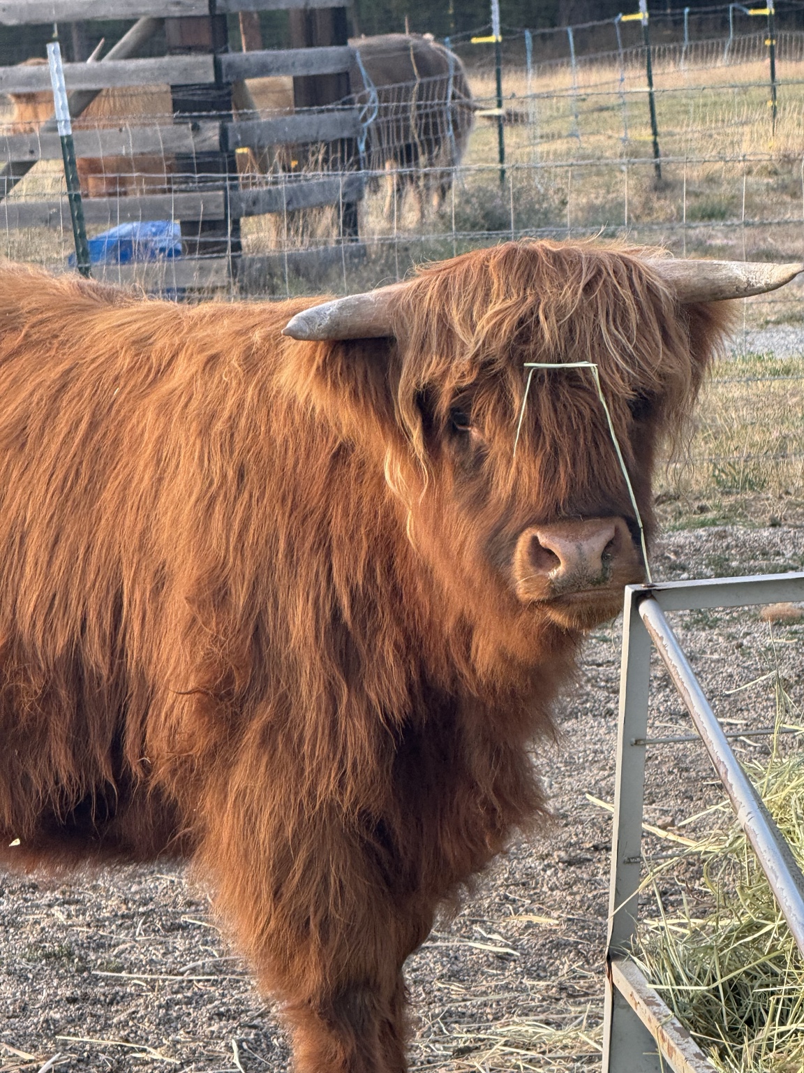 Rosie, the frosted-brindle Highland at Löshá Farms