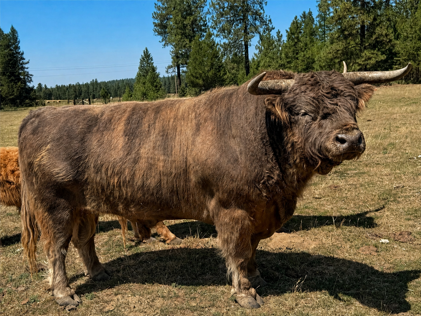 Wellington after shedding, showing his brindle-dun stripes