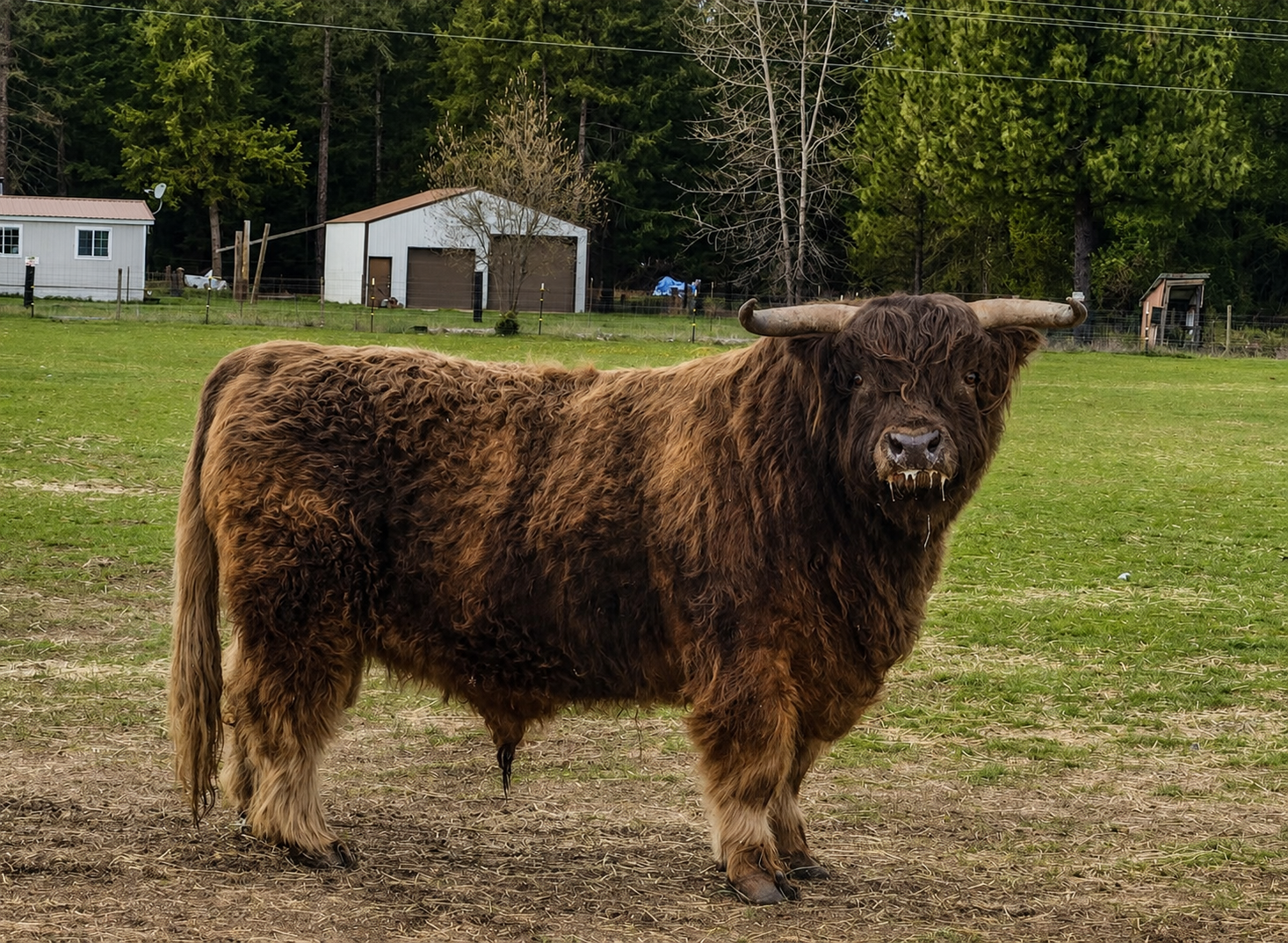 Wellington before shedding his winter coat
