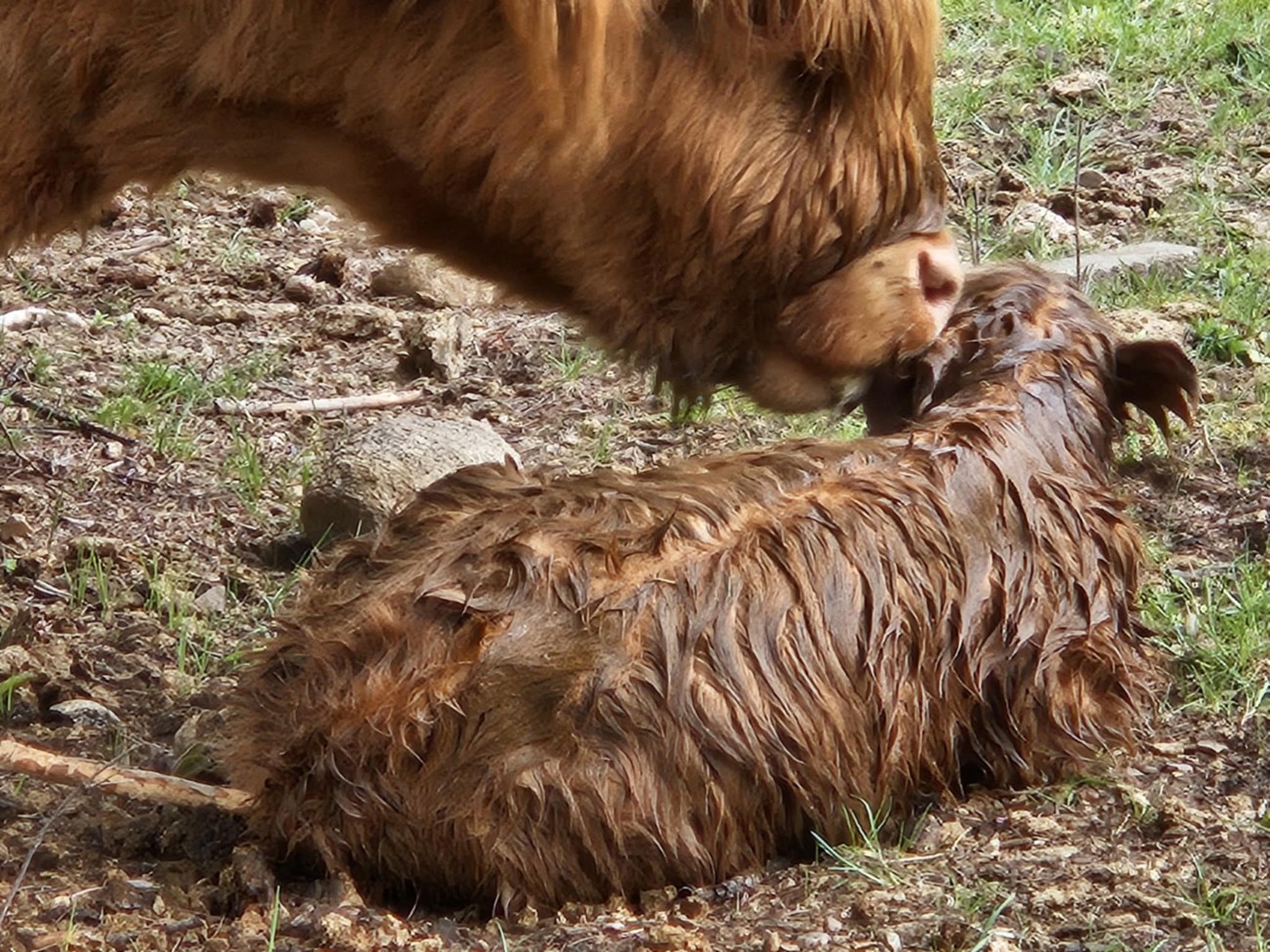 calf