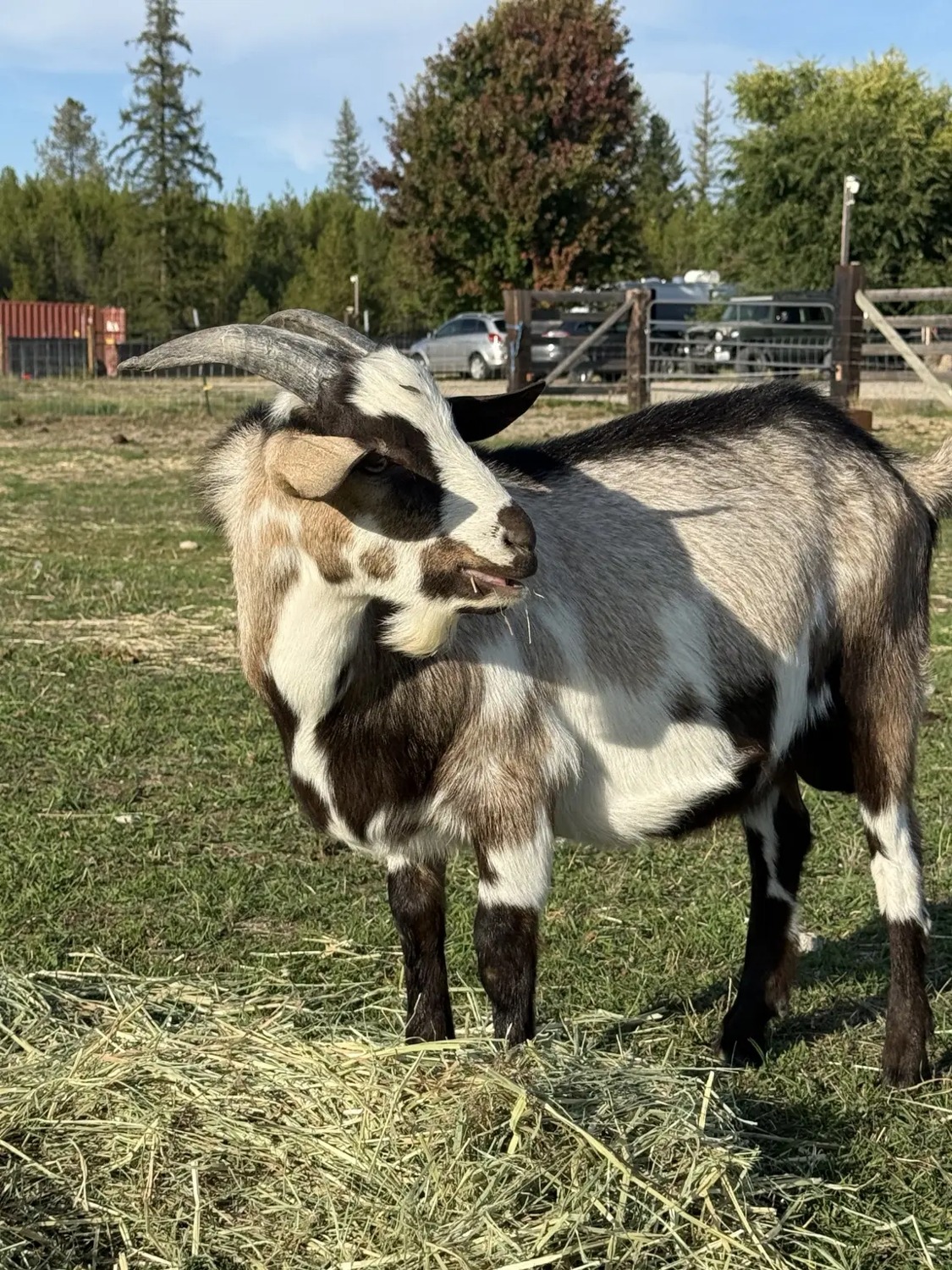 Thor in our farm photo archive