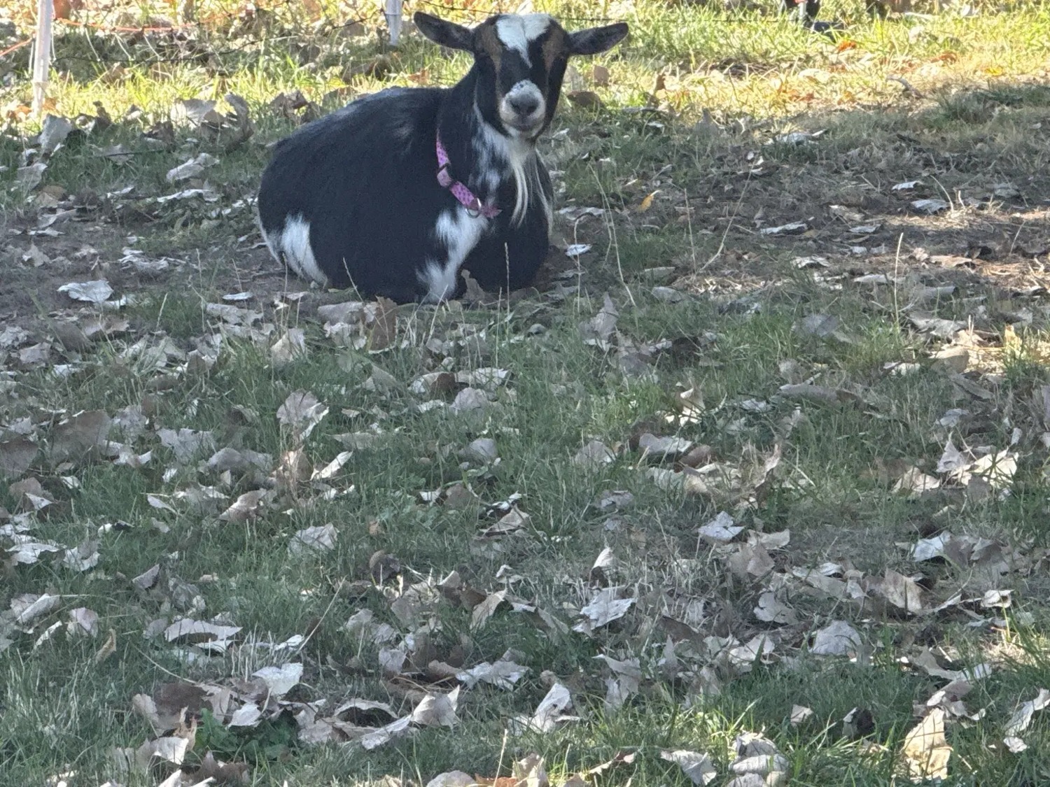 matilda